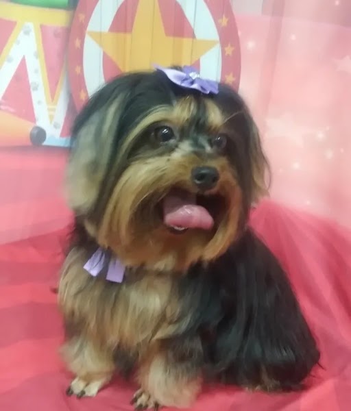 Amora Pet Shop Banho e Tosa