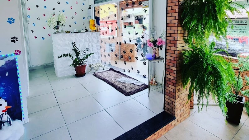 Patylú banho e tosa