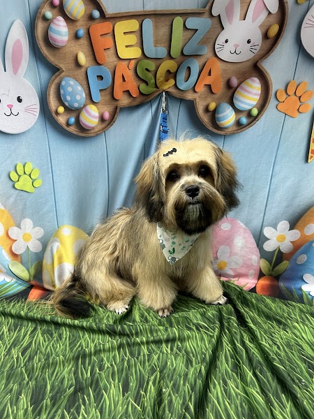 Clínica Veterinária Pet Vida