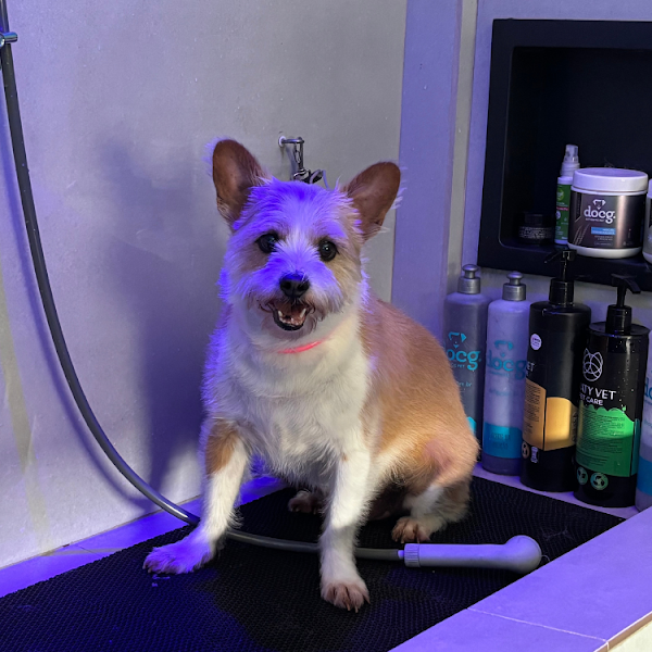 Estética Animal Vira Lata | Banho e Tosa em Cubatão