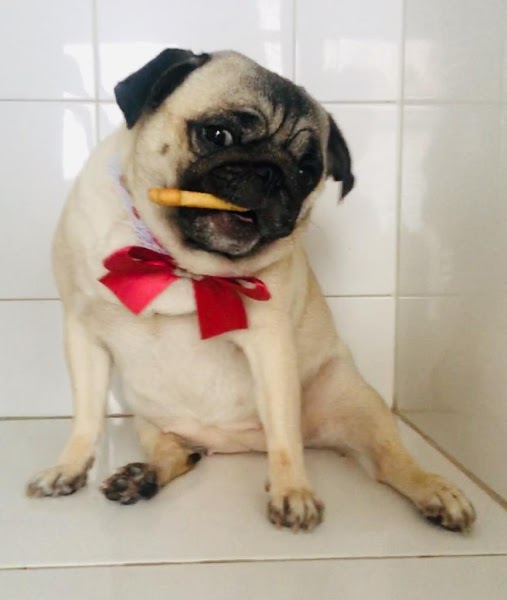 Suellen Pet Shop & Estética Canina