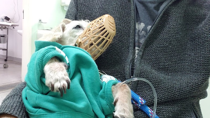 Clínica Veterinária em Cubatão - PET DOG CENTER