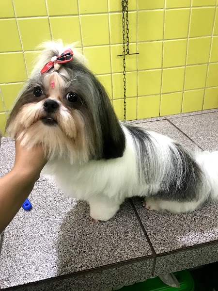 Camila Pita Estética Canina