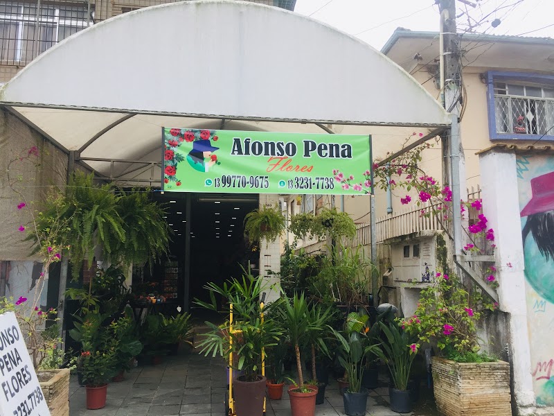 Afonso Pena Flores