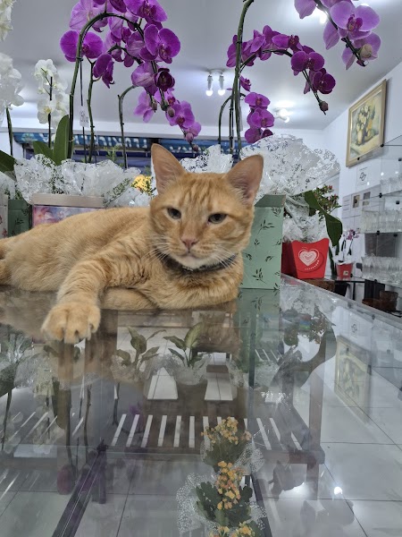 FLORICULTURA IKEBANA KOBASHI