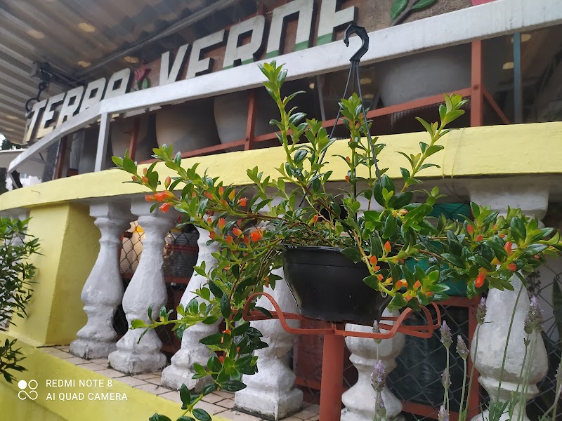 Terra Verde Vida Paisagismo